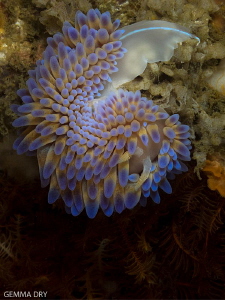 Gasflame Nudibranch hanging about upside down on Hakskeen... by Gemma Dry 
